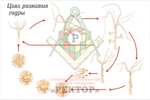 Кракен википедия даркнет